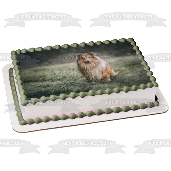 Rough Collie Dog Pet Animal Edible Cake Topper Image ABPID52942 Online Hot Sale