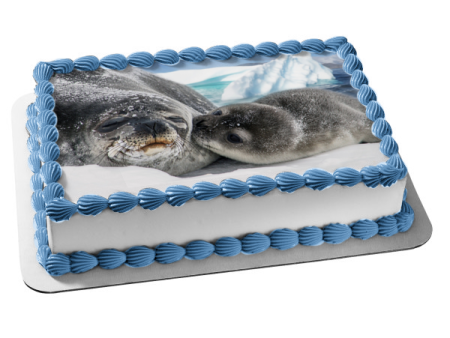 Mother and Baby Seal Nature Animal Wildife Arctic Ocean Edible Cake Topper Image ABPID52916 For Sale