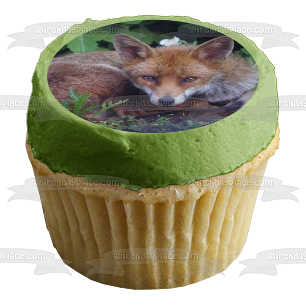 Nature Wildlife Forest Fox Animal Edible Cake Topper Image ABPID52828 on Sale