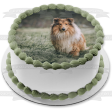 Rough Collie Dog Pet Animal Edible Cake Topper Image ABPID52942 Online Hot Sale