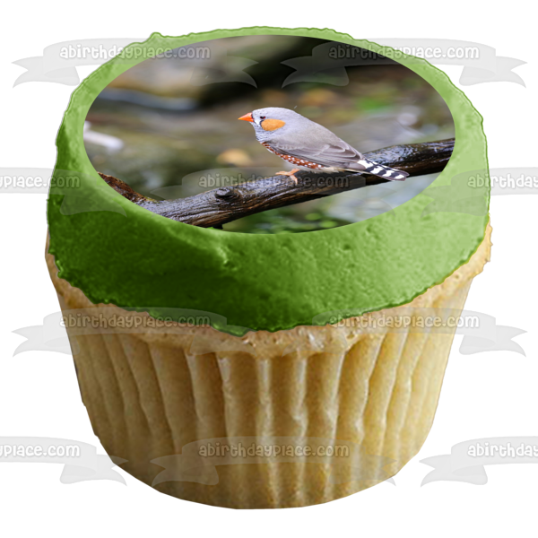 Zebra Finch Bird Nature Wildlife Outdoors Australia Edible Cake Topper Image ABPID52986 For Cheap