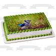 Wildlife Blue Jay Edible Cake Topper Image ABPID52940 Online now