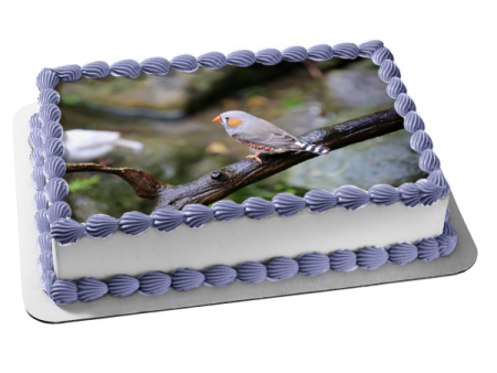 Zebra Finch Bird Nature Wildlife Outdoors Australia Edible Cake Topper Image ABPID52986 For Cheap