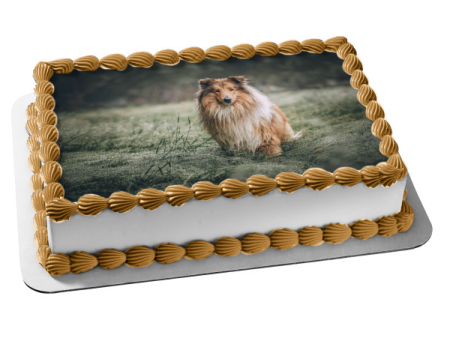 Rough Collie Dog Pet Animal Edible Cake Topper Image ABPID52942 Online Hot Sale