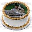 Squirrel Eating Nature Animal Wildlife Edible Cake Topper Image ABPID52844 Discount