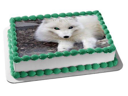 Artic Fox White Fox Wildlife Edible Cake Topper Image ABPID52921 Online Sale