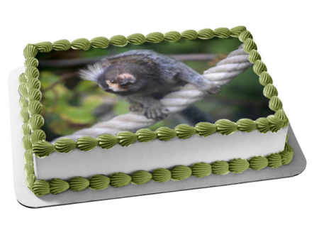 Monkey Animal Nature Marmoset Wildlife Edible Cake Topper Image ABPID52985 Cheap