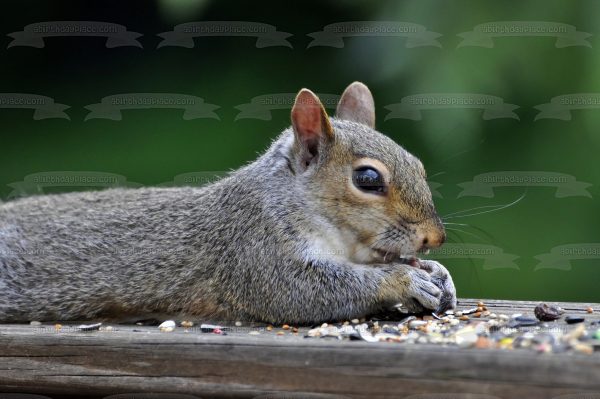 Squirrel Eating Nature Animal Wildlife Edible Cake Topper Image ABPID52844 Discount