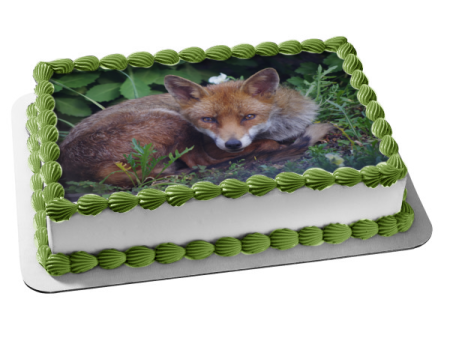 Nature Wildlife Forest Fox Animal Edible Cake Topper Image ABPID52828 on Sale