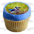 Wildlife Blue Jay Edible Cake Topper Image ABPID52940 Online now