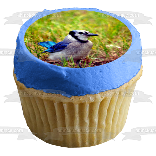 Wildlife Blue Jay Edible Cake Topper Image ABPID52940 Online now