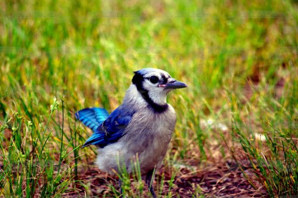 Wildlife Blue Jay Edible Cake Topper Image ABPID52940 Online now