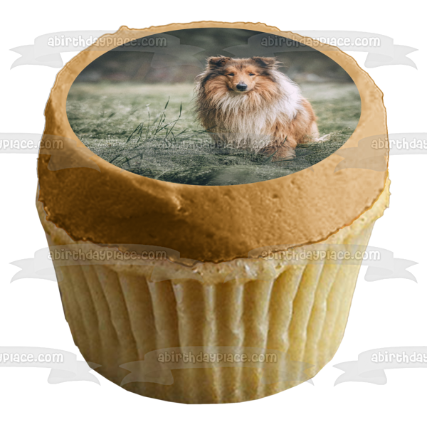 Rough Collie Dog Pet Animal Edible Cake Topper Image ABPID52942 Online Hot Sale