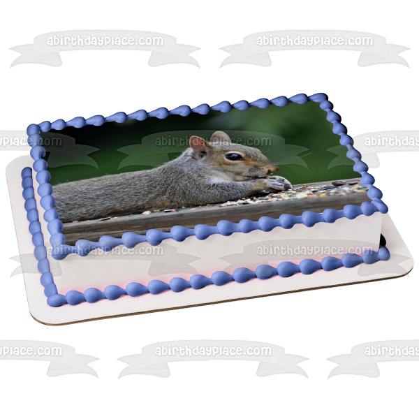 Squirrel Eating Nature Animal Wildlife Edible Cake Topper Image ABPID52844 Discount