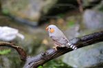 Zebra Finch Bird Nature Wildlife Outdoors Australia Edible Cake Topper Image ABPID52986 For Cheap