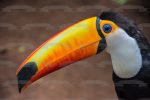 Nature Animal Bird Toucan Jungle Wildlife Edible Cake Topper Image ABPID52830 Online