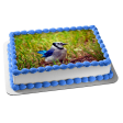 Wildlife Blue Jay Edible Cake Topper Image ABPID52940 Online now