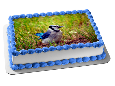 Wildlife Blue Jay Edible Cake Topper Image ABPID52940 Online now