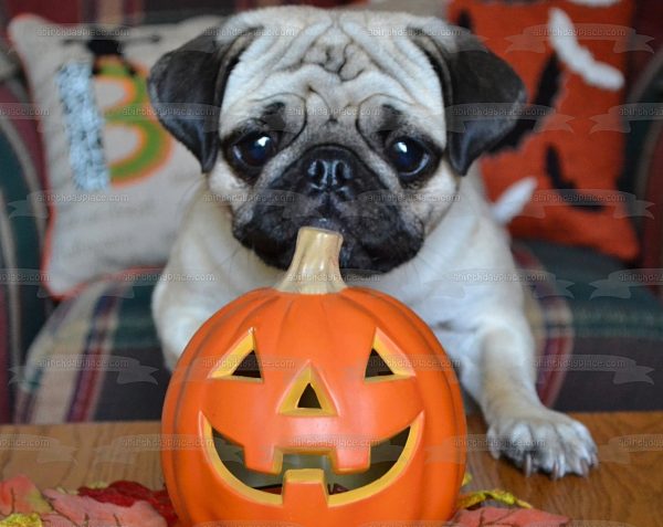 Happy Halloween Jack-O-Lantern Pug Puppy Edible Cake Topper Image ABPID52930 For Sale