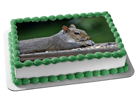 Squirrel Eating Nature Animal Wildlife Edible Cake Topper Image ABPID52844 Discount