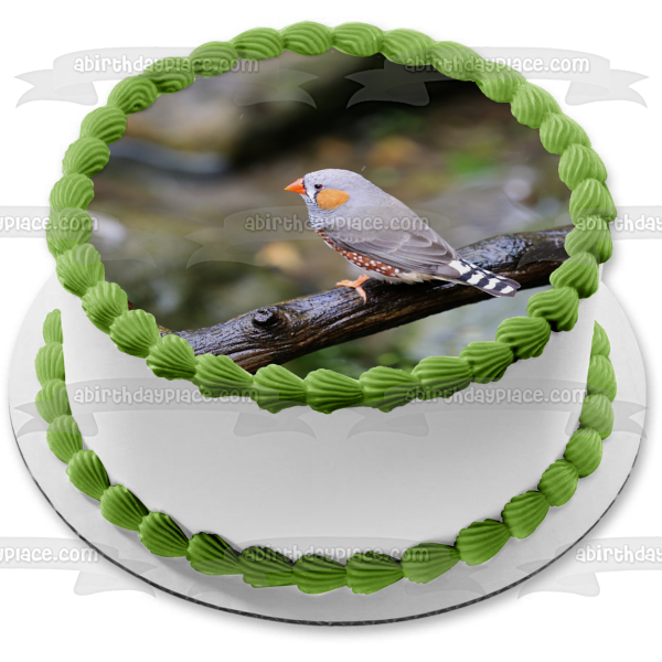 Zebra Finch Bird Nature Wildlife Outdoors Australia Edible Cake Topper Image ABPID52986 For Cheap